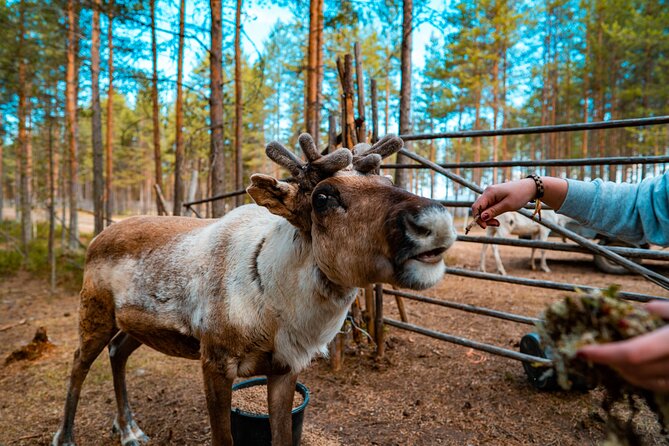 Highlights of Rovaniemi Day Tour - Summer - Key things to know before you go
