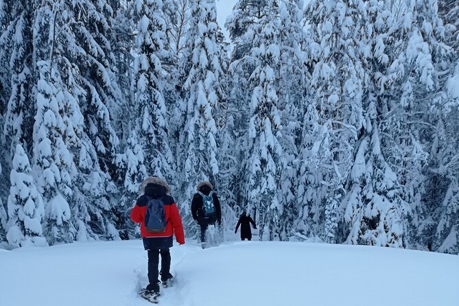 Hiking tour in Nuuksio National Park with meal and snacks - Meet at Museokatu 8, Then Start With a Real Forest Plan