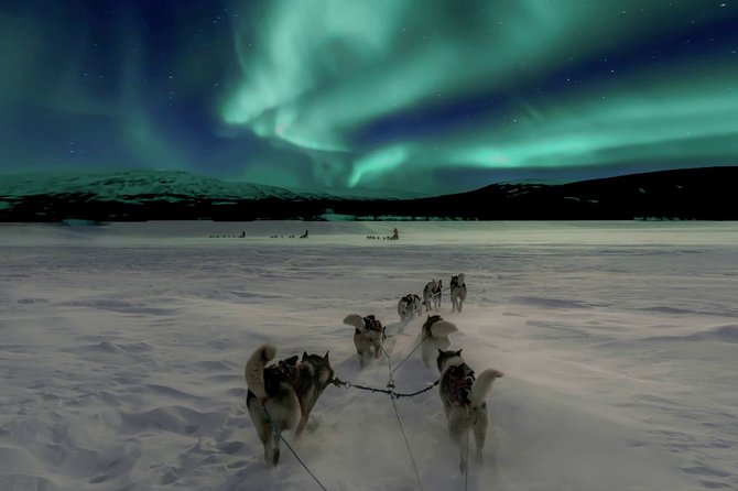 Hunting Northern Lights with Husky - Hot Blueberry Juice and the Fire-Side BBQ That Tries to Warm You Up