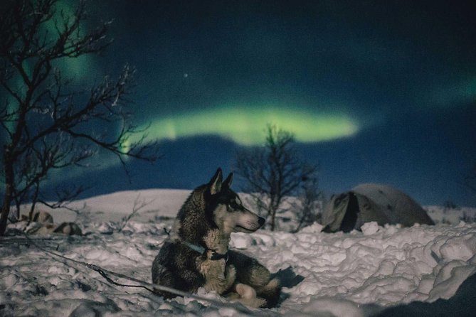 Hunting Northern Lights with Husky - Northern Lights Hunting: What You Can Control, and What You Can’t