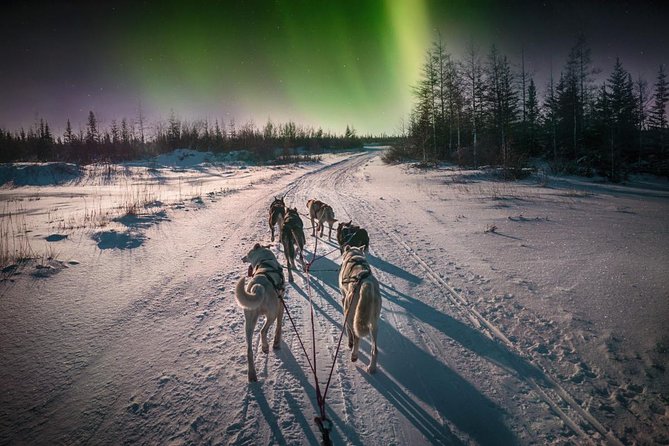 Hunting Northern Lights with Husky - Who This Tour Fits Best in Rovaniemi