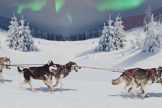 Hunting Northern Lights with Husky - The Husky Sleigh Ride: Your Real Lapland Moment in the Snow