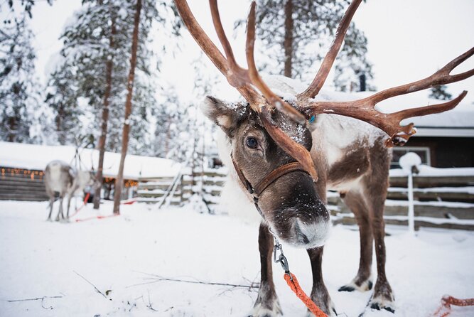 Husky and Reindeer Experience With Snowmobiling - Logistics That Can Make or Break Your Morning (Meeting Points, Sharing, Timing)