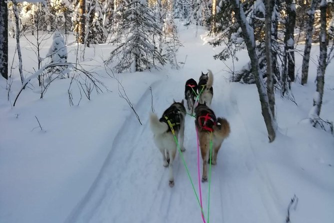 Husky safari - Key highlights you will notice fast