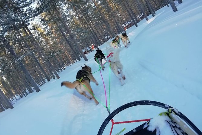 Husky safari - Snow or kart: adapting when Lapland conditions change
