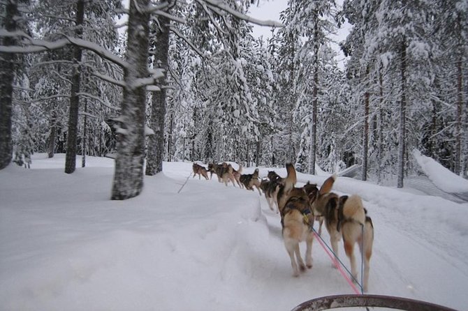 Husky Safari from Levi 2 KM or 5 KM with Husky Sledge Ride - The husky sled ride: how 2 km and 5 km change your experience