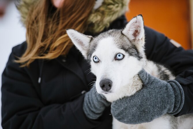 Husky Safari from Levi 2 KM or 5 KM with Husky Sledge Ride - What guides do besides handing you a harness