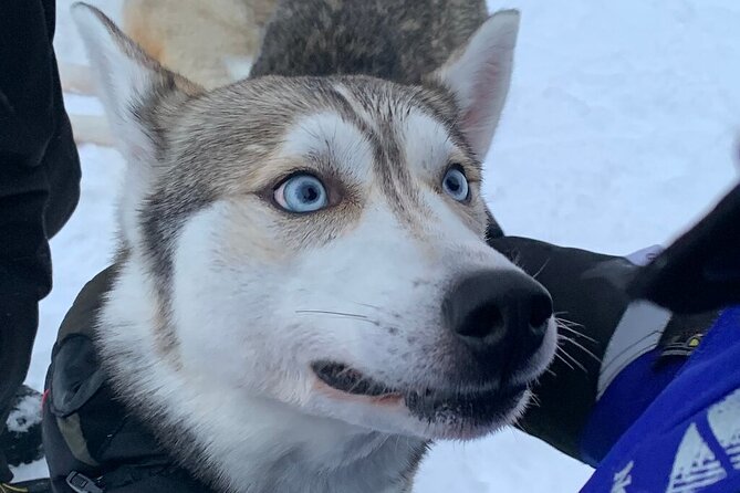 Husky Safari from Levi 2 KM or 5 KM with Husky Sledge Ride - Meet the dogs first, then ride: the kennel visit is the heart