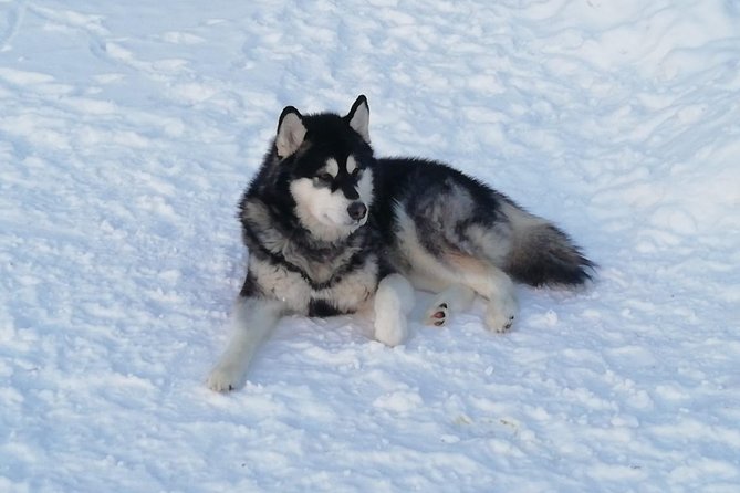 Husky safari - How the sled works: driver, passenger, and control