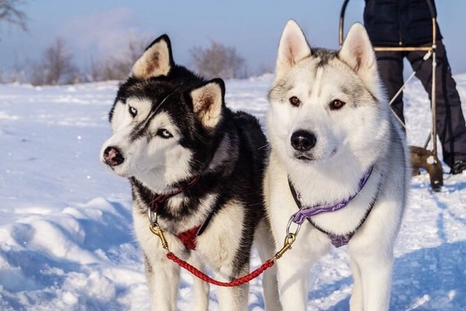 Husky Sledding Ride in Levi 5 KM - Key highlights at a glance