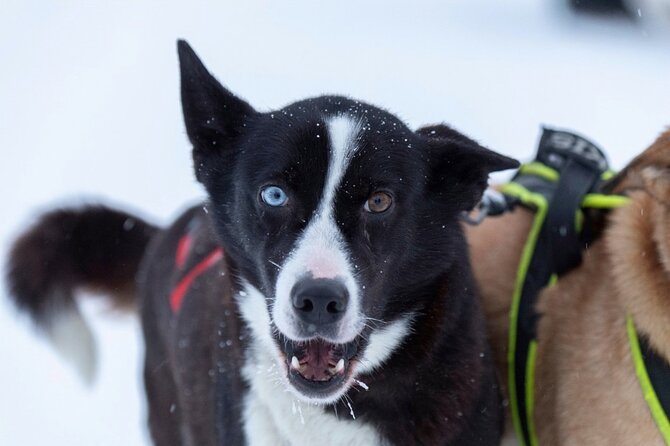 Husky Sledding Ride in Levi 5 KM - Levi Husky Sledding: What This 5 km Ride Really Feels Like