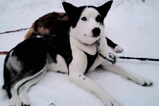Husky Sledding Ride in Levi 5 KM - Price and Value: Is $203.50 Worth It for a 5 km Sled?