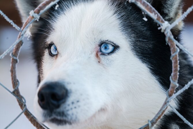 Husky Sledding Ride in Levi 5 KM - What to Pack (and What to Skip) for Levi Winter Comfort