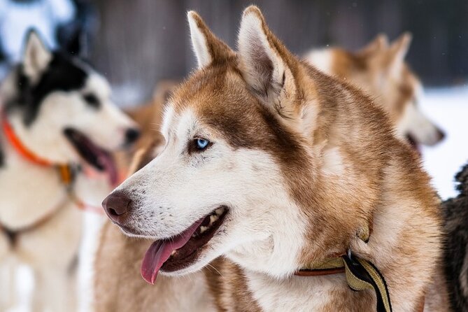 Husky Sledding Ride in Levi 5 KM - Best Fit: Who Should Book This Self-Driving Husky Experience?