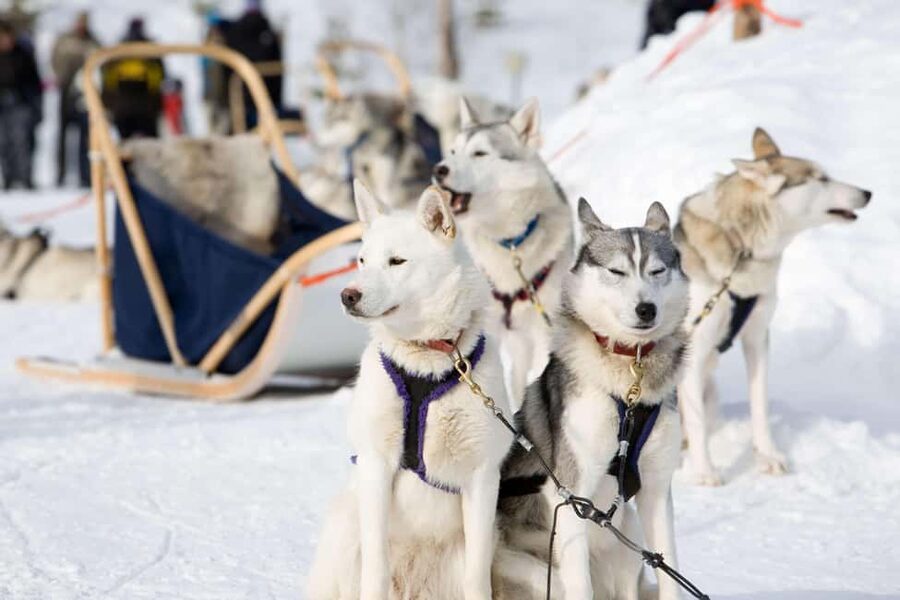 Husky Soul Journey: From Farm Life to Sledding Adventure - Husky Soul Journey in Lapland, What You Get in 2 Hours