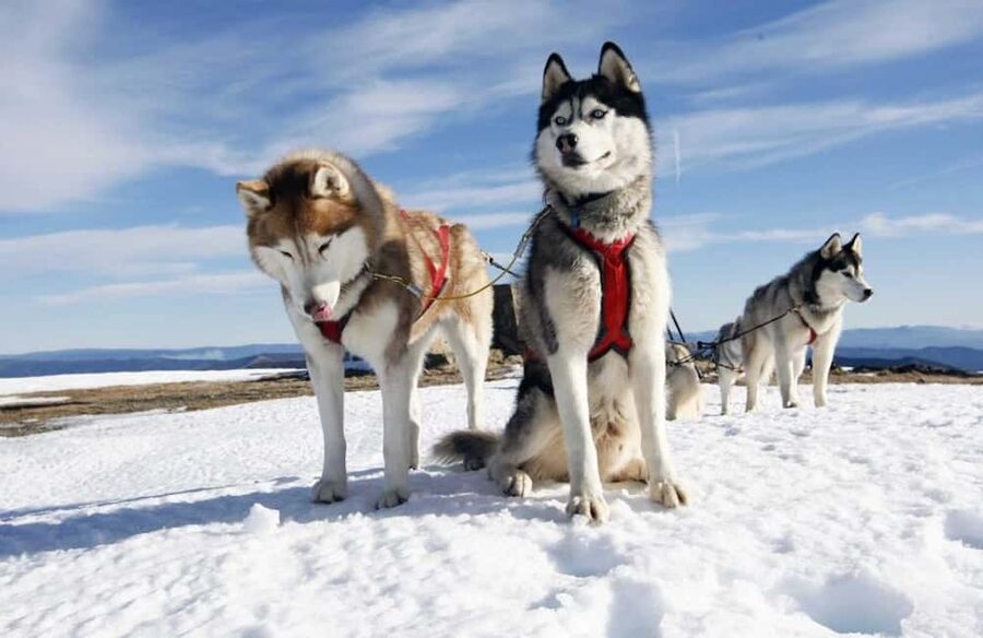 Husky Soul Journey: From Farm Life to Sledding Adventure - Arctic Storytelling, What It Adds (Beyond Cute Dog Facts)