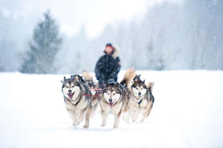 Husky Soul Journey: From Farm Life to Sledding Adventure - Entering the Husky Farm, Meeting the Dogs Like People