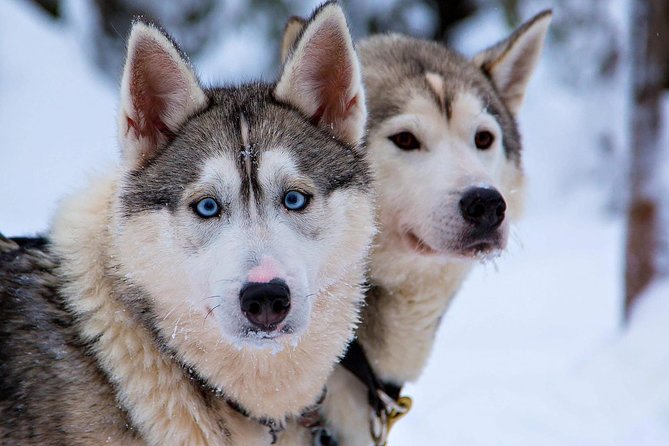 Ice Fishing and Husky - Who This Tour Fits Best