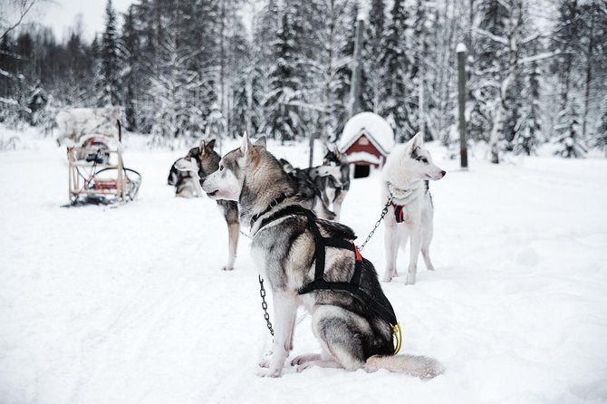 Ice Fishing and Husky - Tips to Get More From the Day