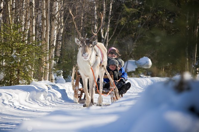 In Pursuit of Reindeer - Snowmobile safari to reindeer farm in Rovaniemi - Safartica meeting point and the 1:00 pm start