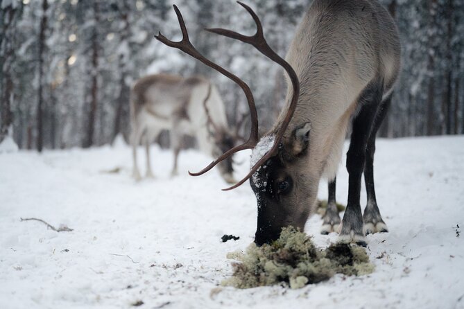 Ivalo: Aurora Hunting with Reindeer - Suopunki Lasso Throwing: Trying a Traditional Skill