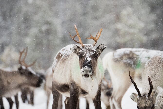Ivalo: Aurora Hunting with Reindeer - The Reindeer Fence Visit, Plus What You Learn Before You Look Up