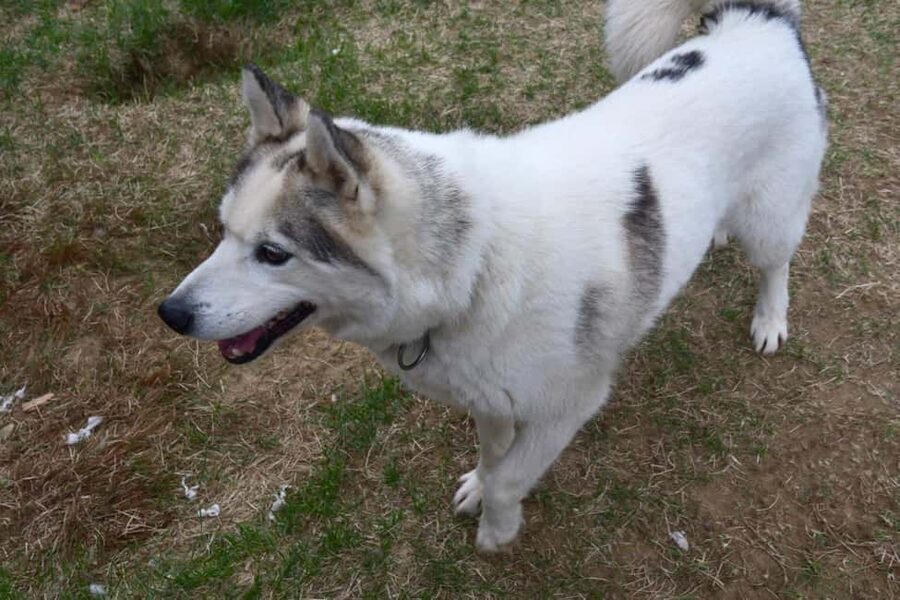 IVALO: Experience Farm Visit | small group - The farm family: huskies, sheep, and animal facts that make the visit stick