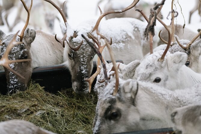 Ivalo: Reindeer herd and fishing experience - Key Highlights You Should Know