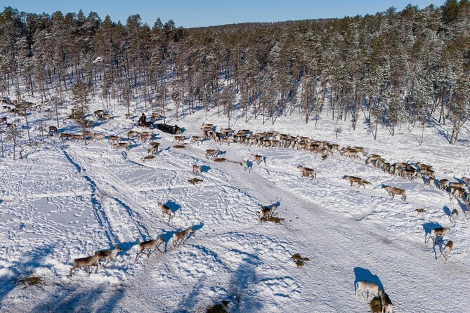 Ivalo: Reindeer herd and fishing experience - How Much the Price Matches the Experience