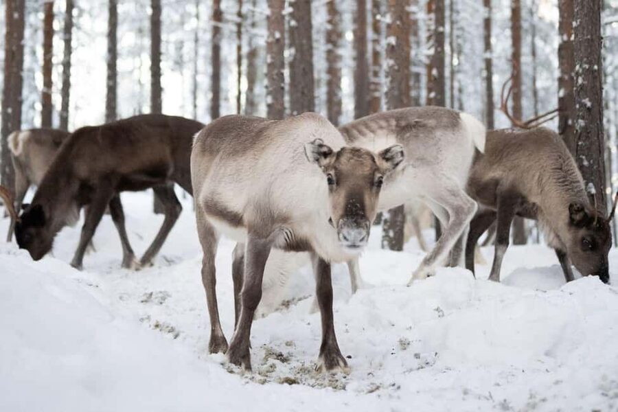 Ivalo: Reindeer Visit – Meet & Feed Reindeer - Key Things That Make This Ivalo Reindeer Visit Worth Your Time