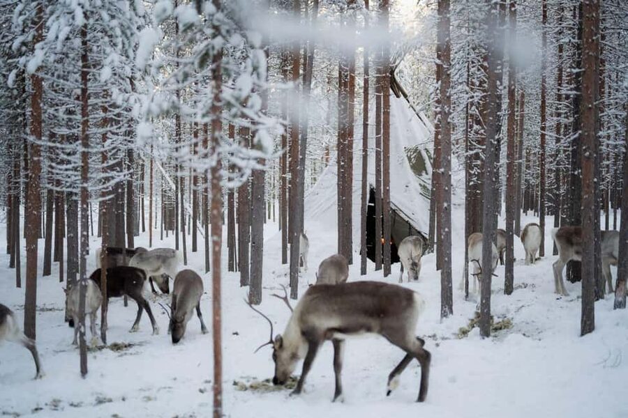 Ivalo: Reindeer Visit – Meet & Feed Reindeer - Why This Ivalo Reindeer Visit Feels More Local Than Spectacle