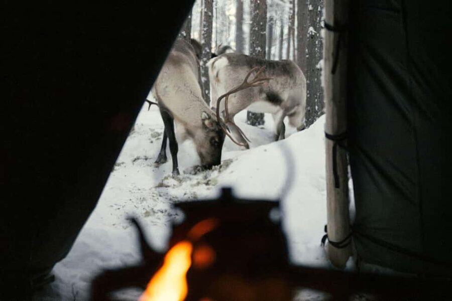 Ivalo: Reindeer Visit – Meet & Feed Reindeer - Trying the Suopunki Lasso: Culture You Can Actually Do