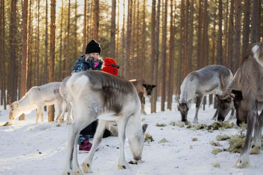 Ivalo: Reindeer Visit – Meet & Feed Reindeer - Meet the Reindeer at the Fence, Learn Their Winter Story