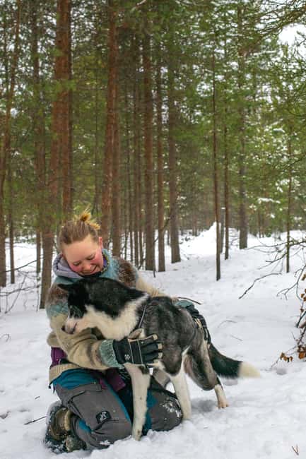 Ivalo - Saariselkä: Husky Walk in the Wilderness - Key Highlights You Should Know