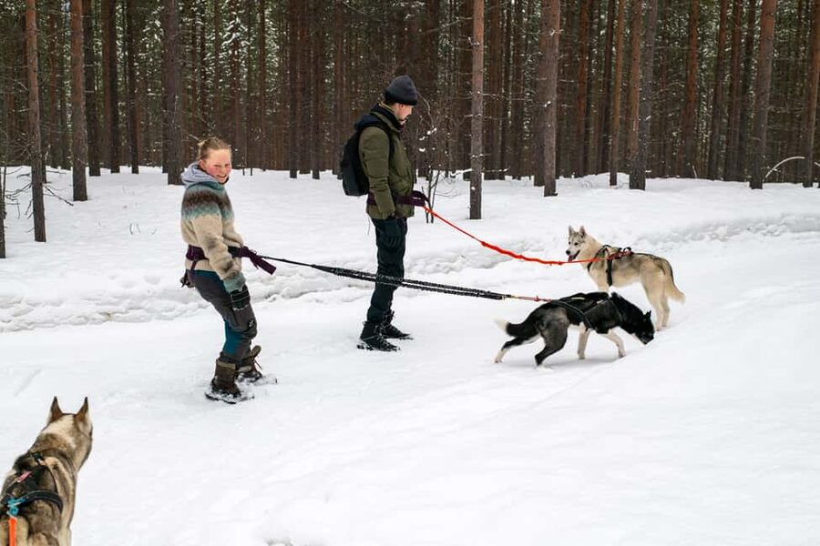 Ivalo - Saariselkä: Husky Walk in the Wilderness - Starting at Ilonka Farm: Harness Time and Dog Personalities