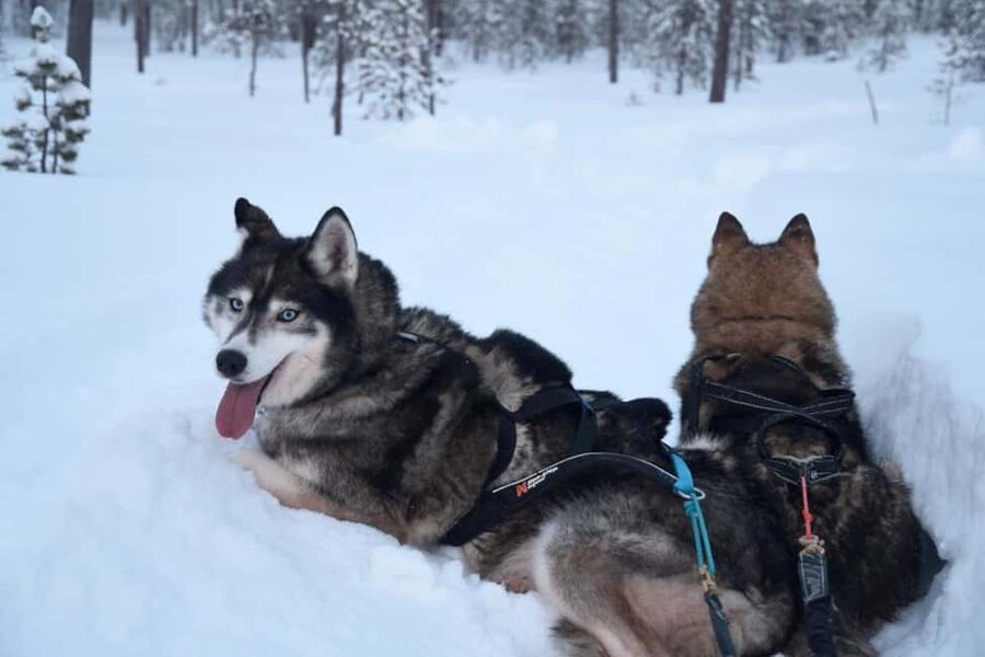 Ivalo - Saariselkä: Husky Walk in the Wilderness - The Group Size Advantage: Why Up to 6 People Helps