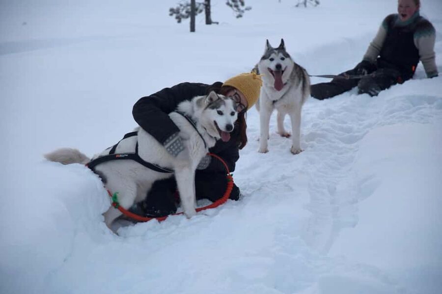 Ivalo - Saariselkä: Husky Walk in the Wilderness - Price and Value: What $116 Buys in Lapland
