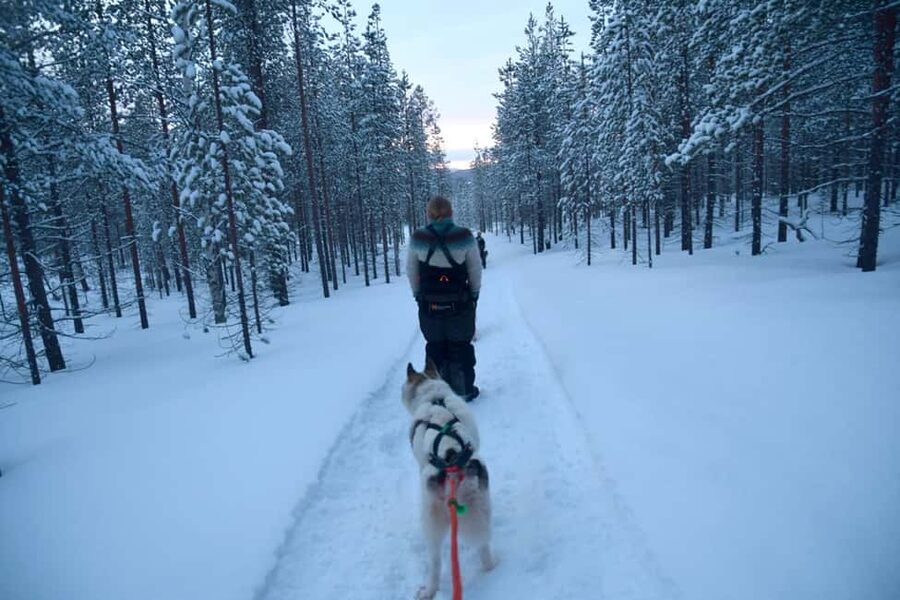 Ivalo - Saariselkä: Husky Walk in the Wilderness - The Forest Walk in Lapland: Easy 30 Minutes or Medium 60 to 75