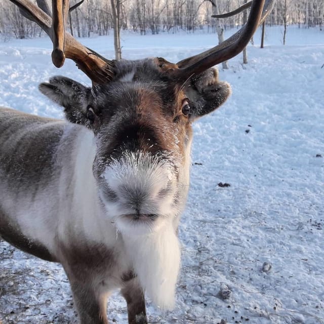 Ivalo: Snowmobile Safari, Meet and Feed Reindeers with Lunch - Quick Key Points Before You Go