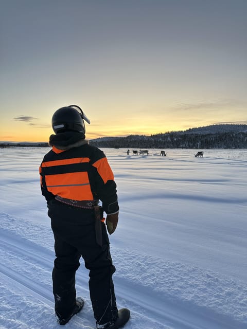 Ivalo: Snowmobile Safari, Meet and Feed Reindeers with Lunch - Reindeer Island Time with Tina and Tapio: Feeding and Photos