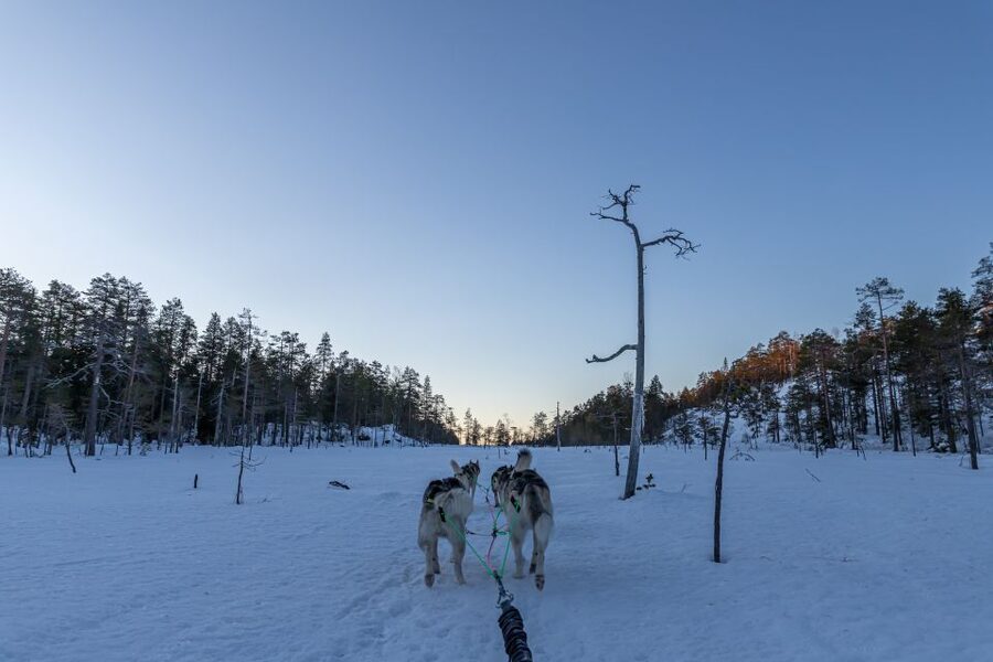 Kemi: Sled Dog Husky Safari Including Hot Drink - Key Highlights to Know Before You Go
