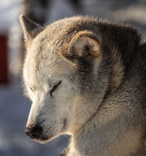 Kemi: Sled Dog Husky Safari Including Hot Drink - Sled Dog Mushing in Kemi: A 2-Hour Lapland Rush