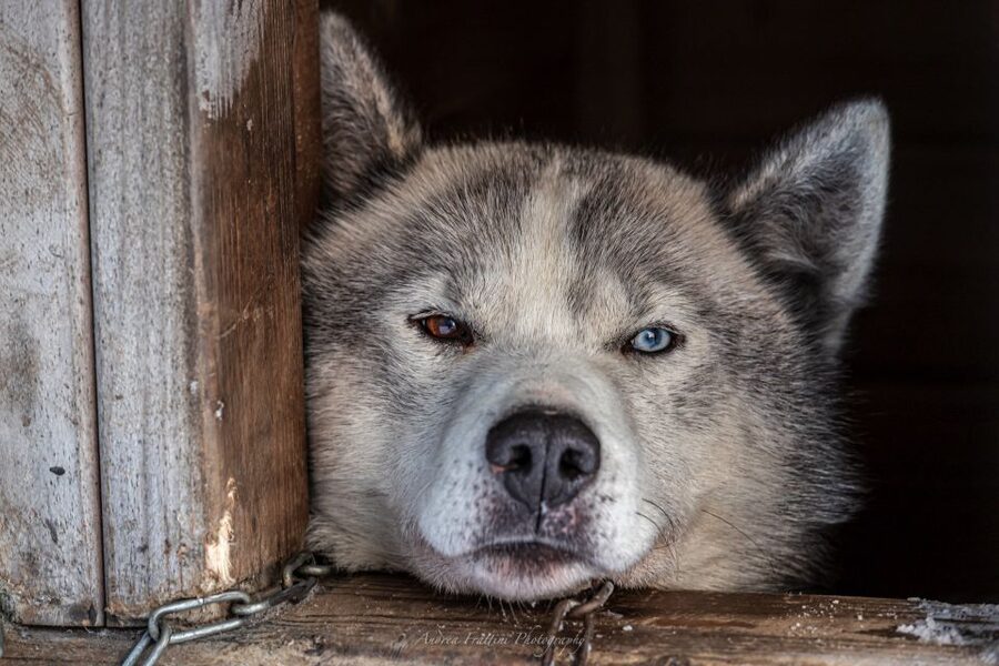 Kemi: Sled Dog Husky Safari Including Hot Drink - The 30-Minute Husky Run: Pace, Timing, and What You’ll Do