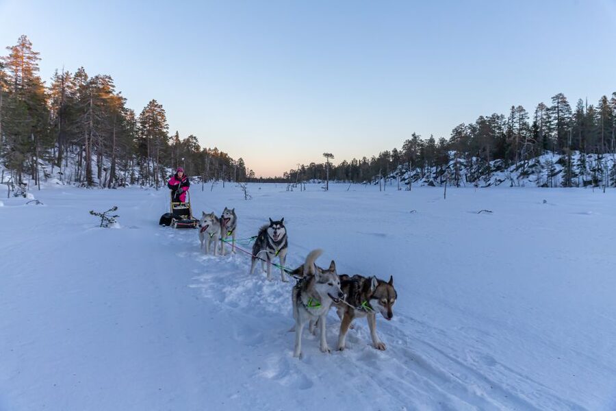 Kemi: Sled Dog Husky Safari Including Hot Drink - Who This Husky Safari Fits Best (And Who Should Skip It)