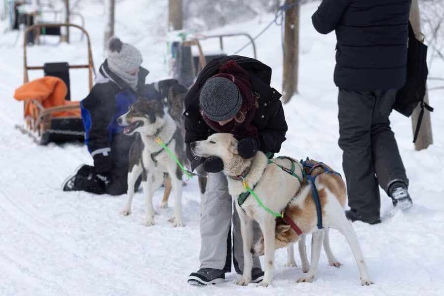 Kemi-Tornio: Husky Sled Ride with Hot Drink - Safety briefing and the self-drive pairing that keeps it fun
