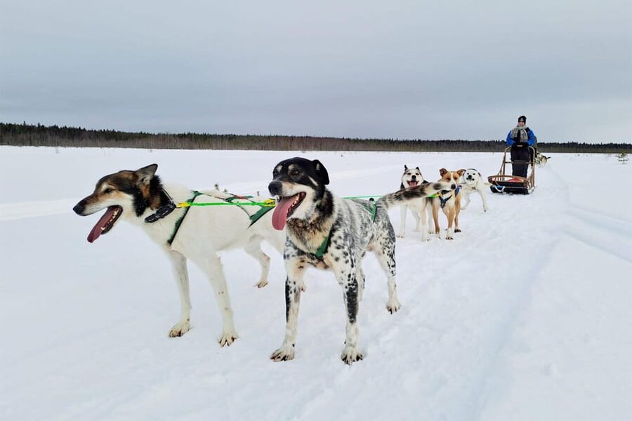 Kemi-Tornio: Husky Sled Ride with Hot Drink - Warming up after the ride, plus kennel life with Alaskan huskies