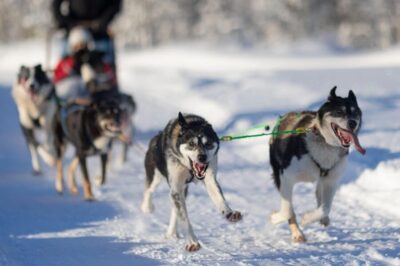 Tornio: Husky Sled Ride with Hot Drink