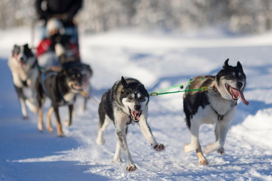 Kemi-Tornio: Husky Sled Ride with Hot Drink - The 5 km route across Sea Lapland’s frozen ground and swamps