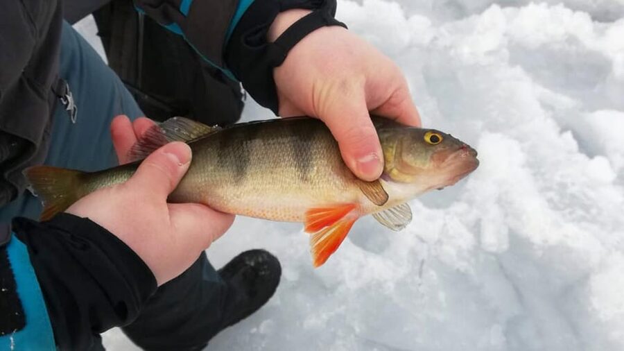 Kemi-Tornio: Ice Fishing Safari with Snowmobiles - Snowmobile over the frozen sea: the ride you remember