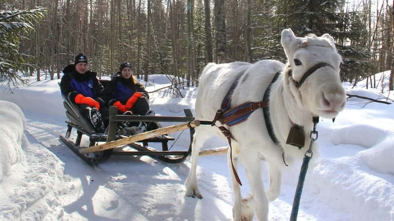Kemi-Tornio: Reindeer farm experience - Key highlights worth planning for